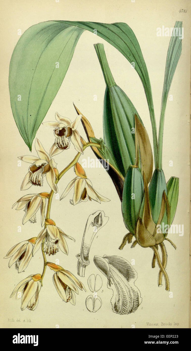 Coelogyne testacea - Curtis' 80 (Ser. 3 no. 10) pl. 4785 (1854) Stock Photo