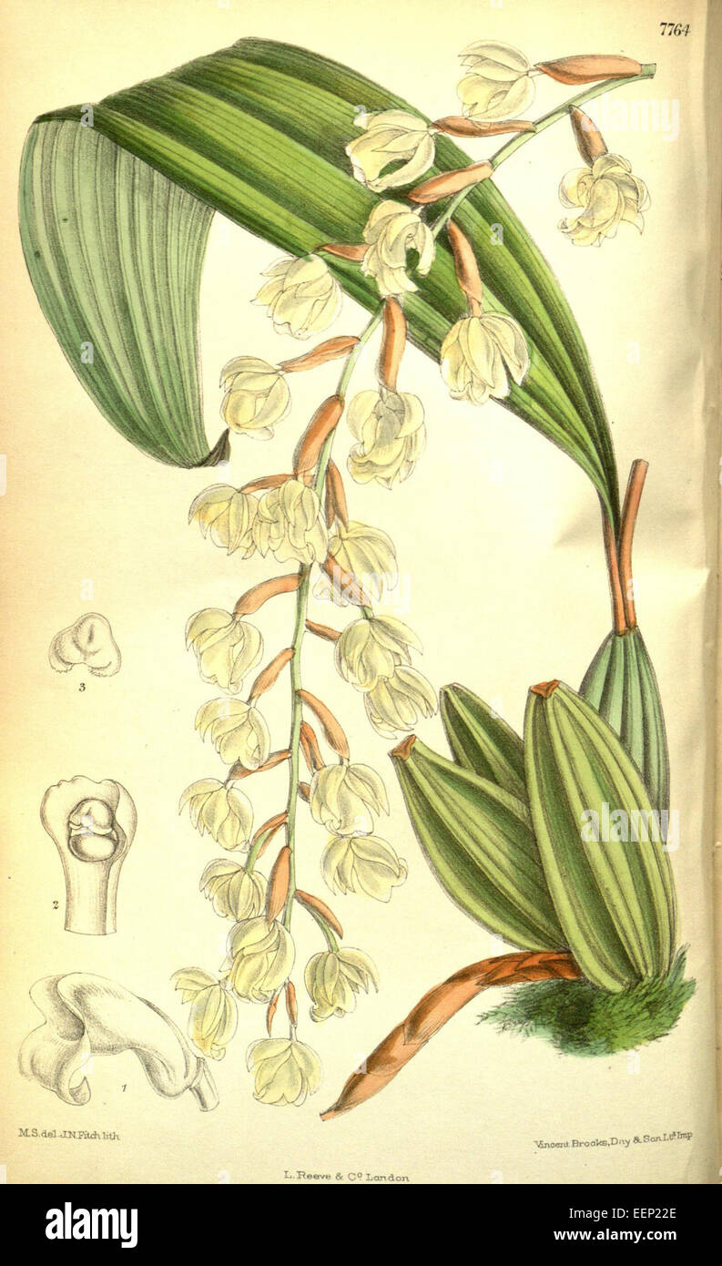 Coelogyne veitchii - Curtis' 127 (Ser. 3 no. 57) pl. 7764 (1901) Stock Photo