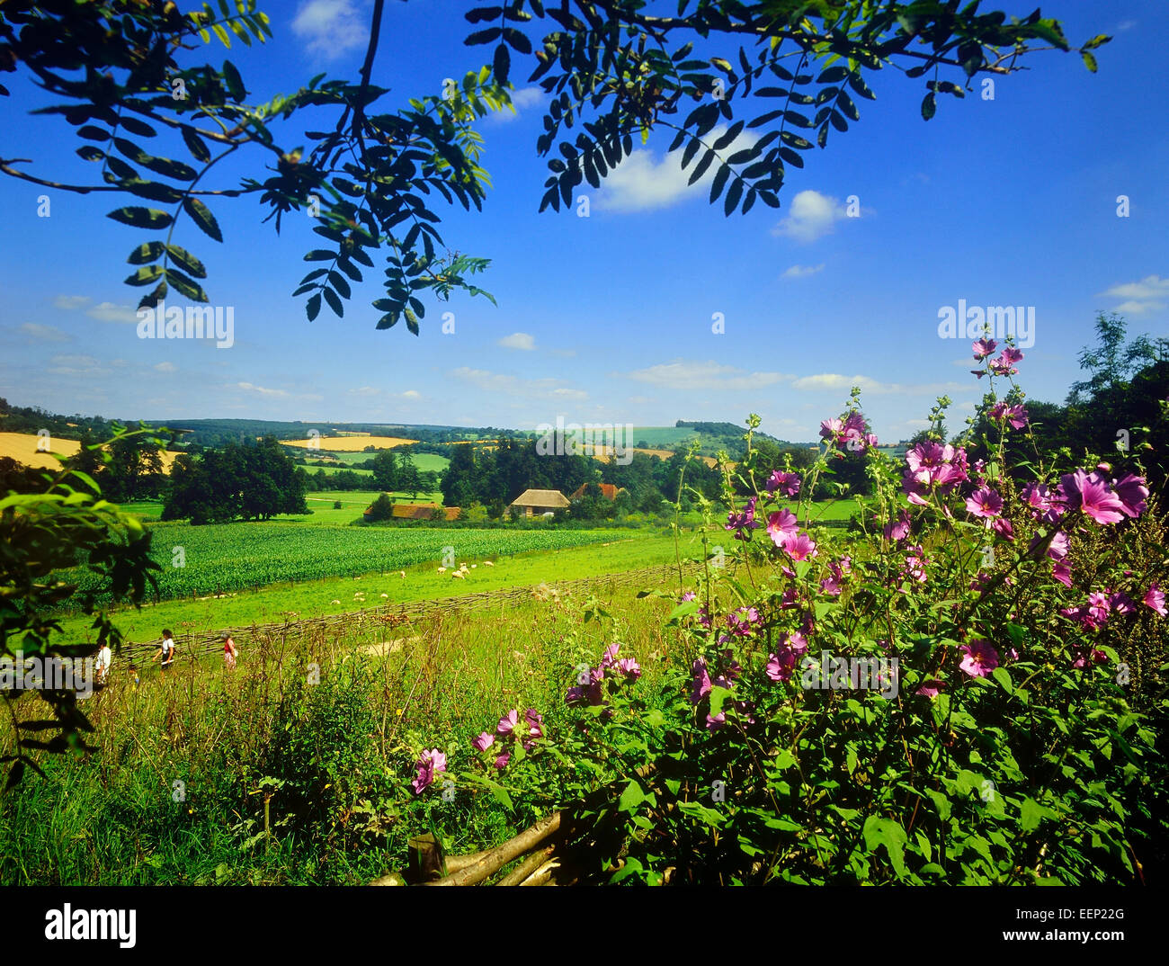 Weald and downland open air museum. South Downs. West Sussex. England