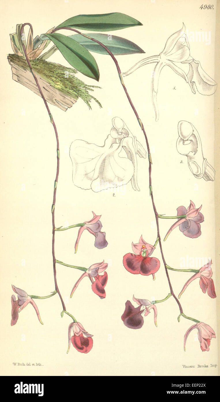 Comparettia falcata - Curtis' 83 (Ser. 3 no. 13) pl. 4980 (1857) Stock Photo