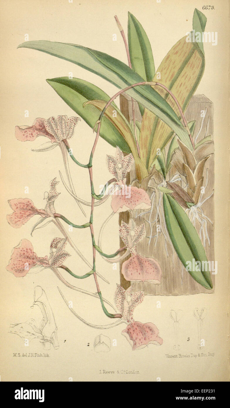Comparettia macroplectron - Curtis' 109 (Ser. 3 no. 39) pl 6679 (1883) Stock Photo