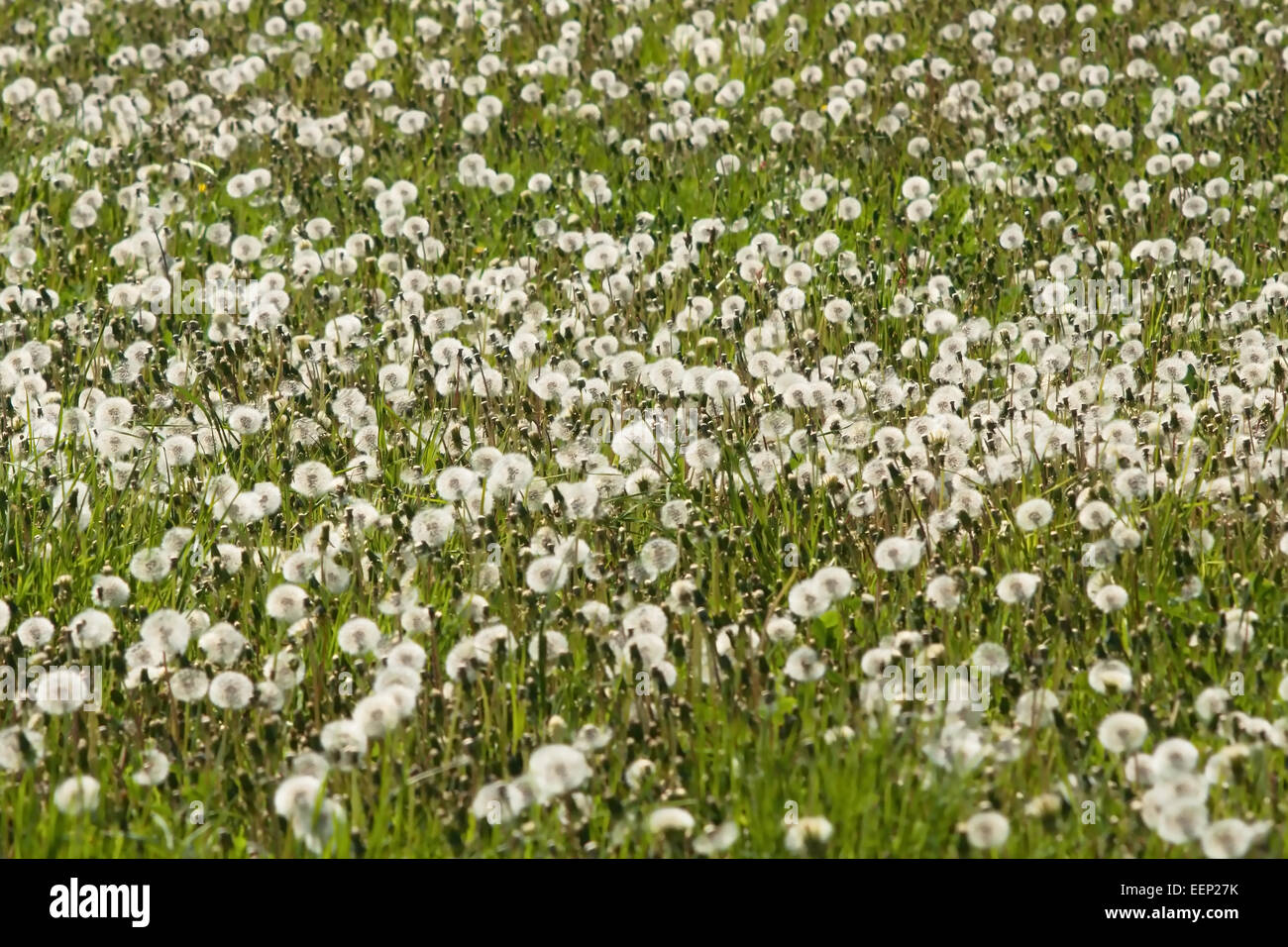 Dandelion meadows hi-res stock photography and images - Alamy