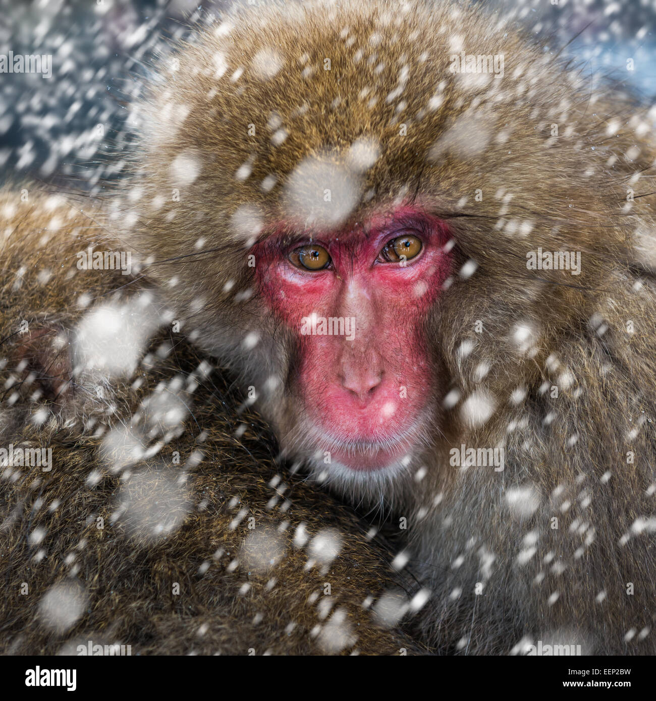 Snow monkeys at the Jigokudani monkey park in Nagano Prefecture, Japan Stock Photo Alamy