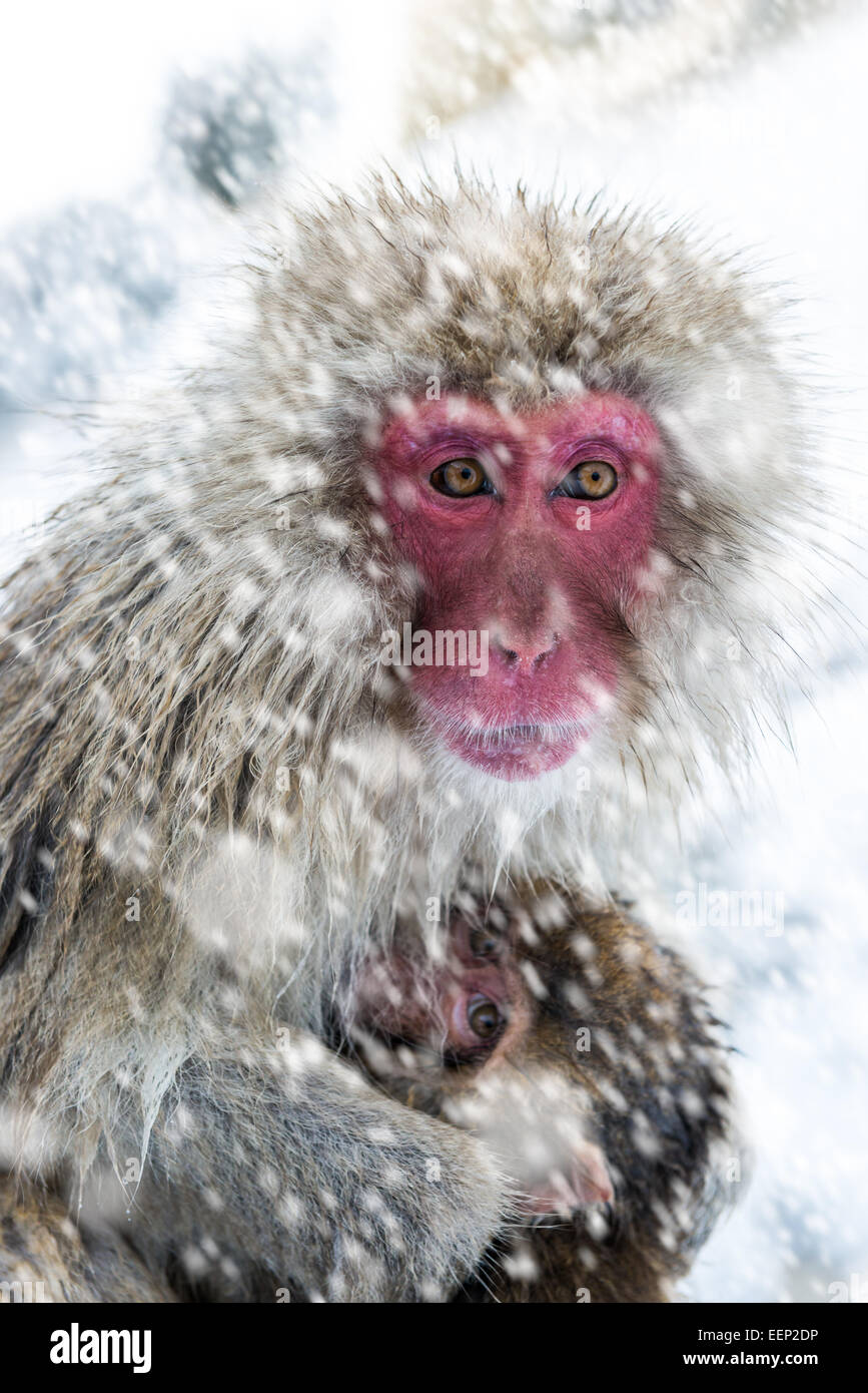 Mono de nieve en el parque de monos Jigokudani en la Prefectura de Nagano,  Japón Fotografía de stock - Alamy