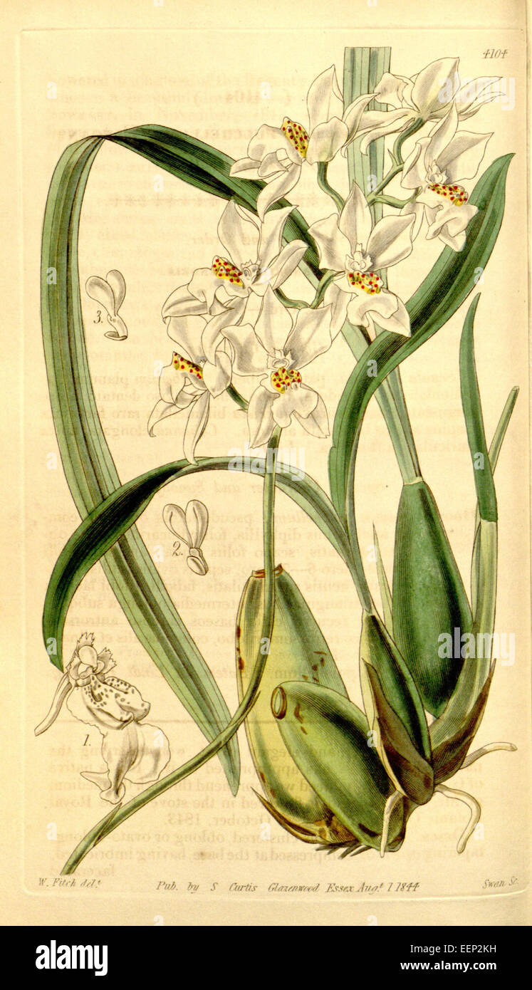 Cuitlauzina pulchella (as Odontoglossum pulchellum) - Curtis' 70 (N.S. 17) pl. 4104 (1844) Stock Photo