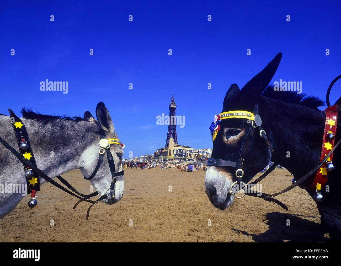 Seaside donkeys on Blackpool beach. Lancashire. England. UK Stock Photo