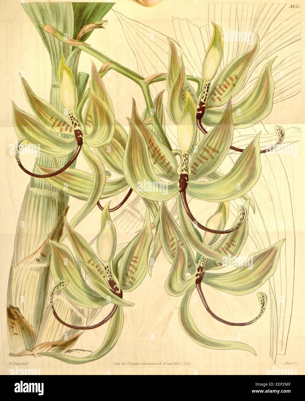 Cycnoches loddigesii (as Cycnoches loddigesii var. leucochilum) - Curtis' 67 (N.S. 14) pl. 3855 (1841) Stock Photo