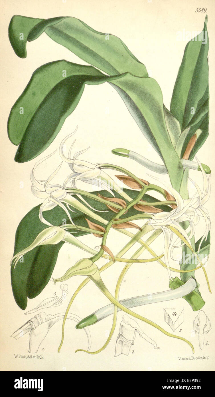 Cyrtorchis chailluana (as Angraecum chailluanum) - Curtis' 92 (Ser. 3 no. 22) pl. 5589 (1866) Stock Photo