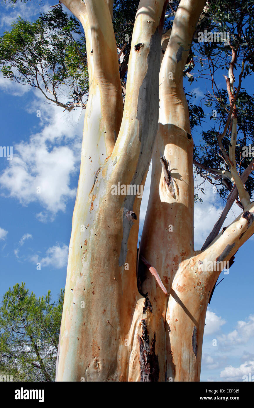 Stunning smooth bark of a Eucalyptus tree in the Corsican sunshine