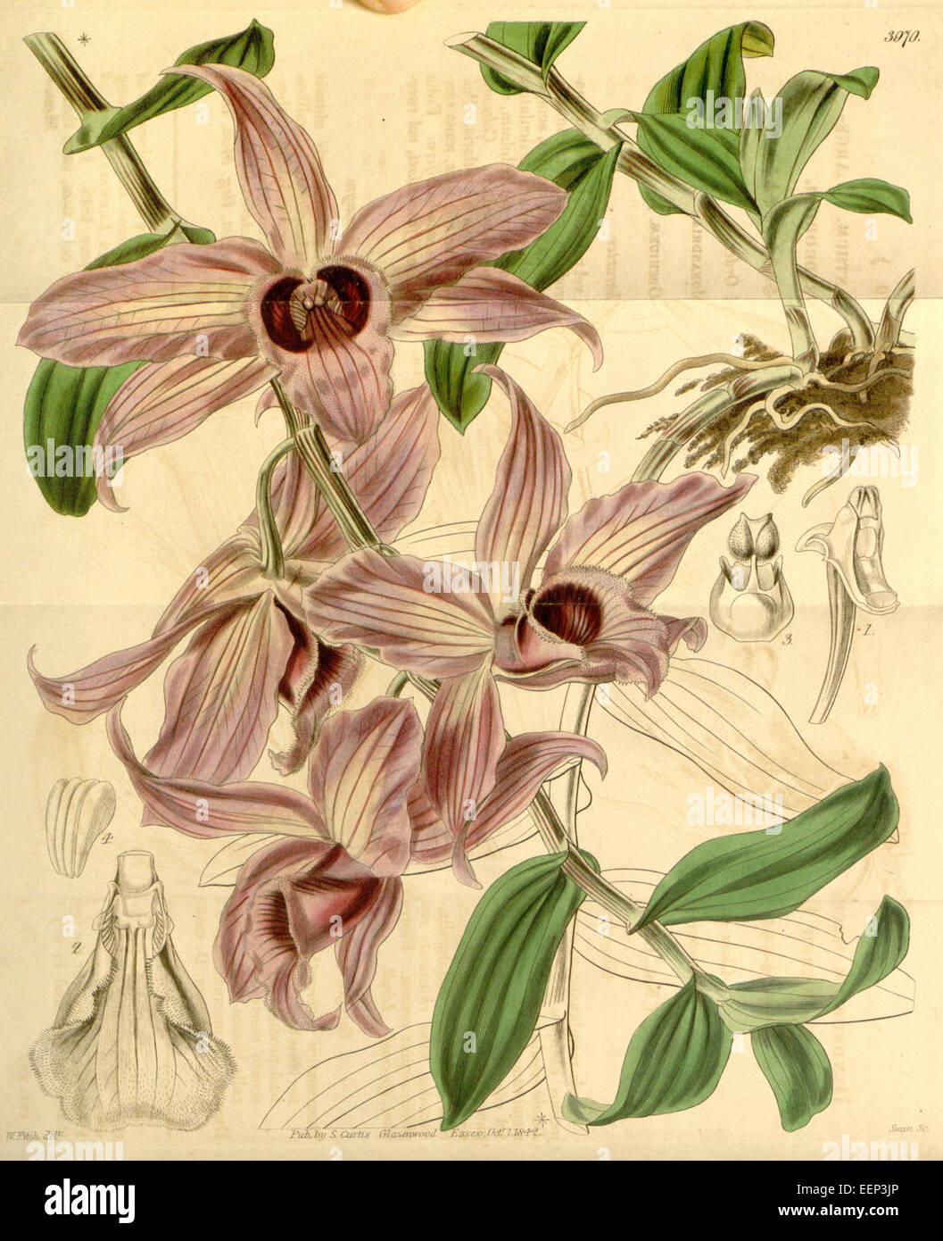 Dendrobium anosmum (as Dendrobium macranthum) - Curtis' 69 (N.S. 16) pl. 3970 (1843) Stock Photo