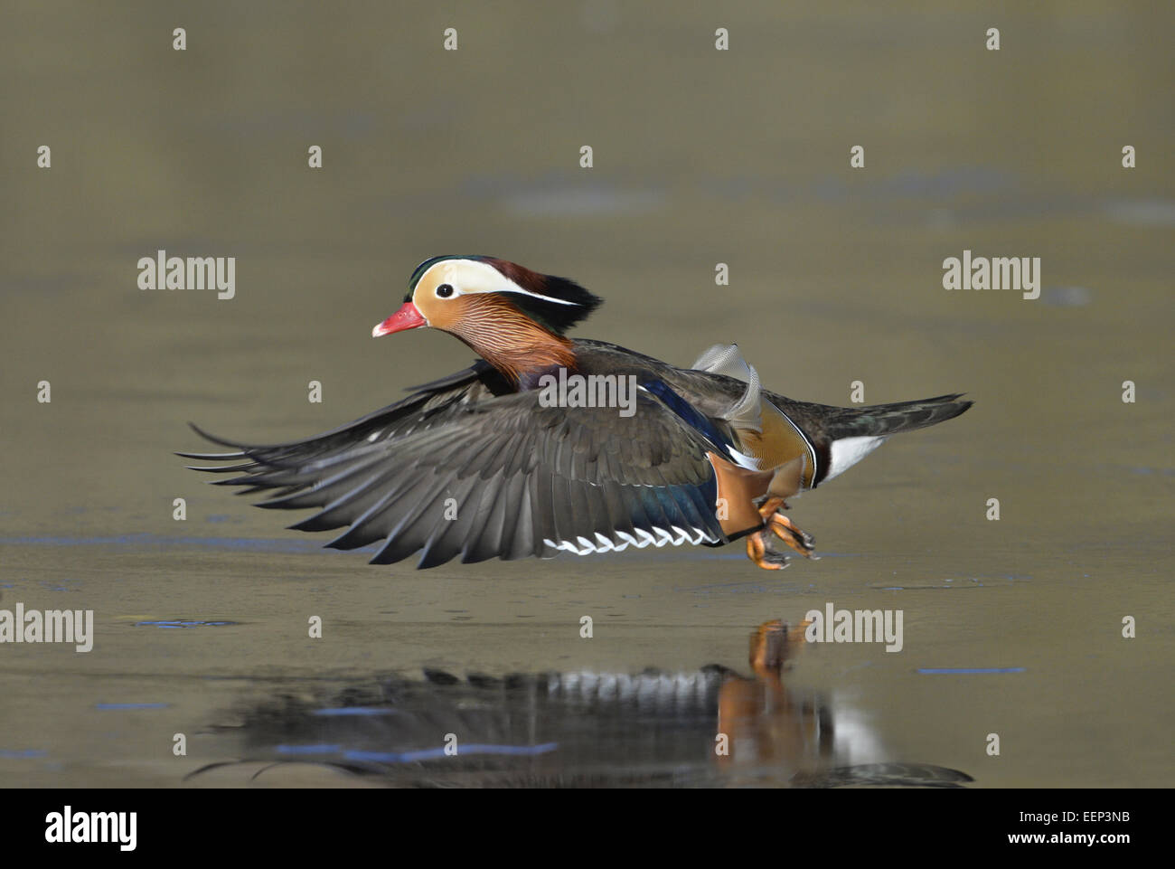 Mandarin Duck - Aix galericulata - Male Stock Photo - Alamy
