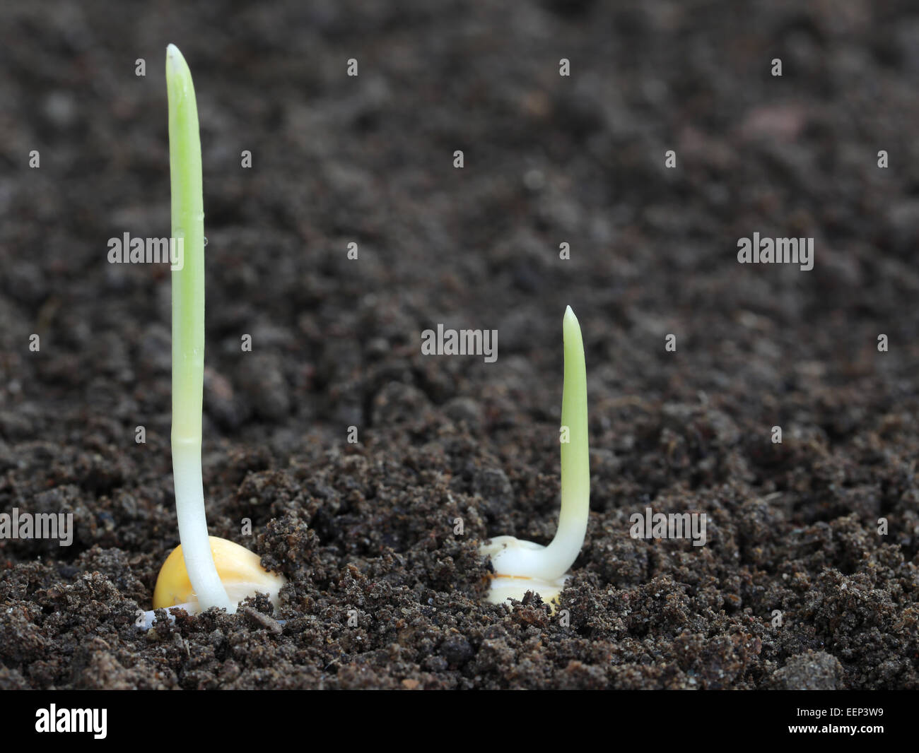 Germination Time Of Corn