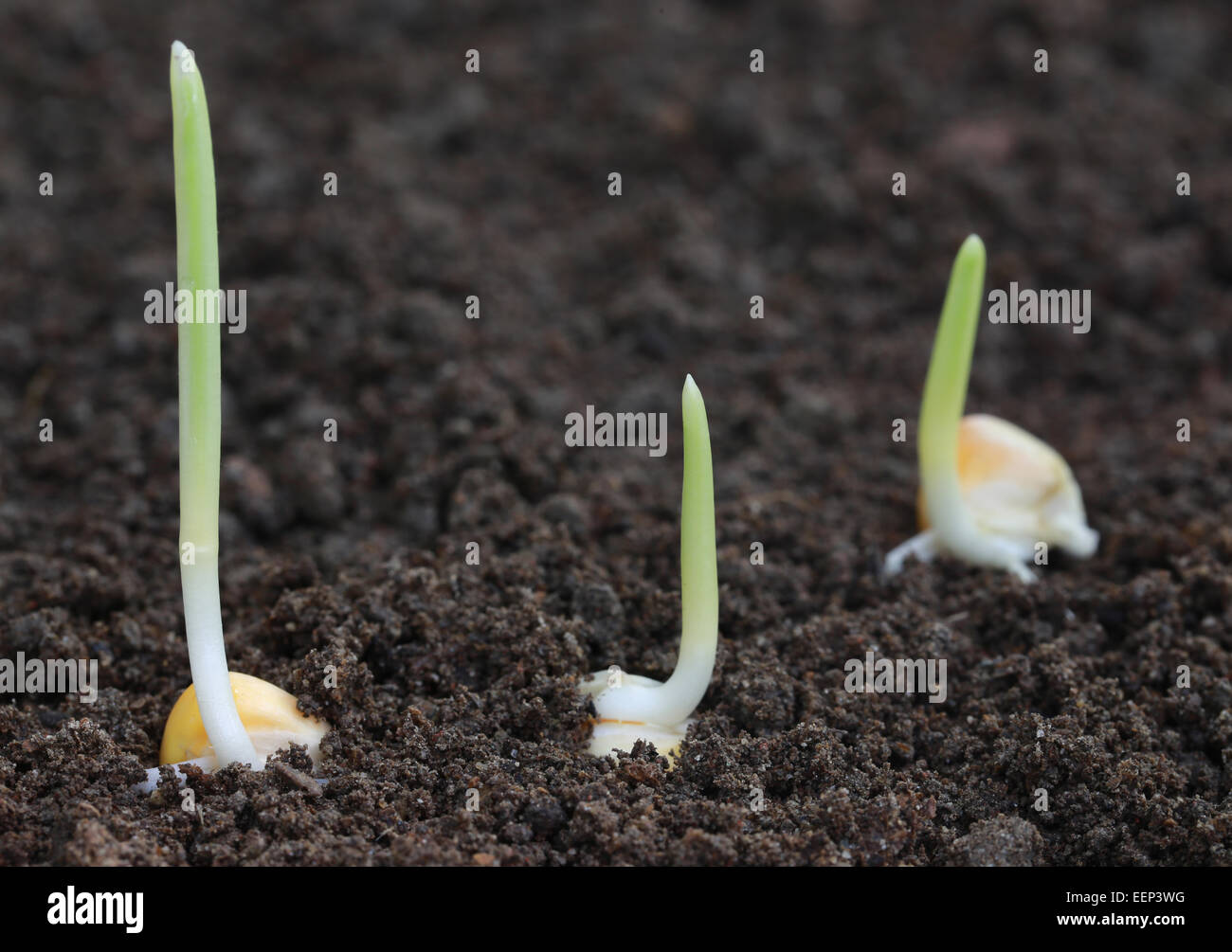 Close up of Corn germination on fertile soil Stock Photo