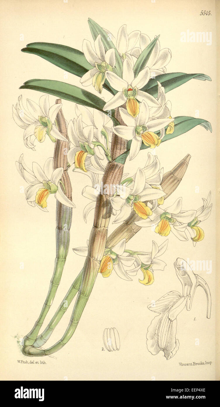 Dendrobium scabrilingue (as Dendrobium hedyosmum) - Curtis' 91 (Ser. 3 no. 21) pl. 5515 (1865) Stock Photo