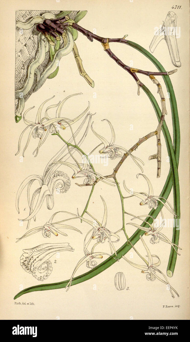 Dendrobium teretifolium (Dockrillia teretifolia) - Curtis' 79 (Ser. 3 no. 9) pl. 4711 (1853) Stock Photo