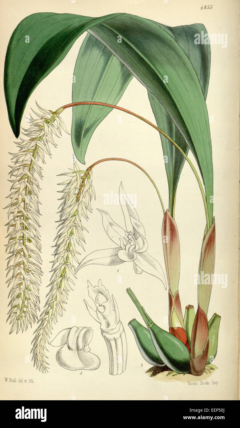 Dendrochilum glumaceum - Curtis' 81 (Ser. 3 no. 11) pl. 4853 (1855) Stock Photo