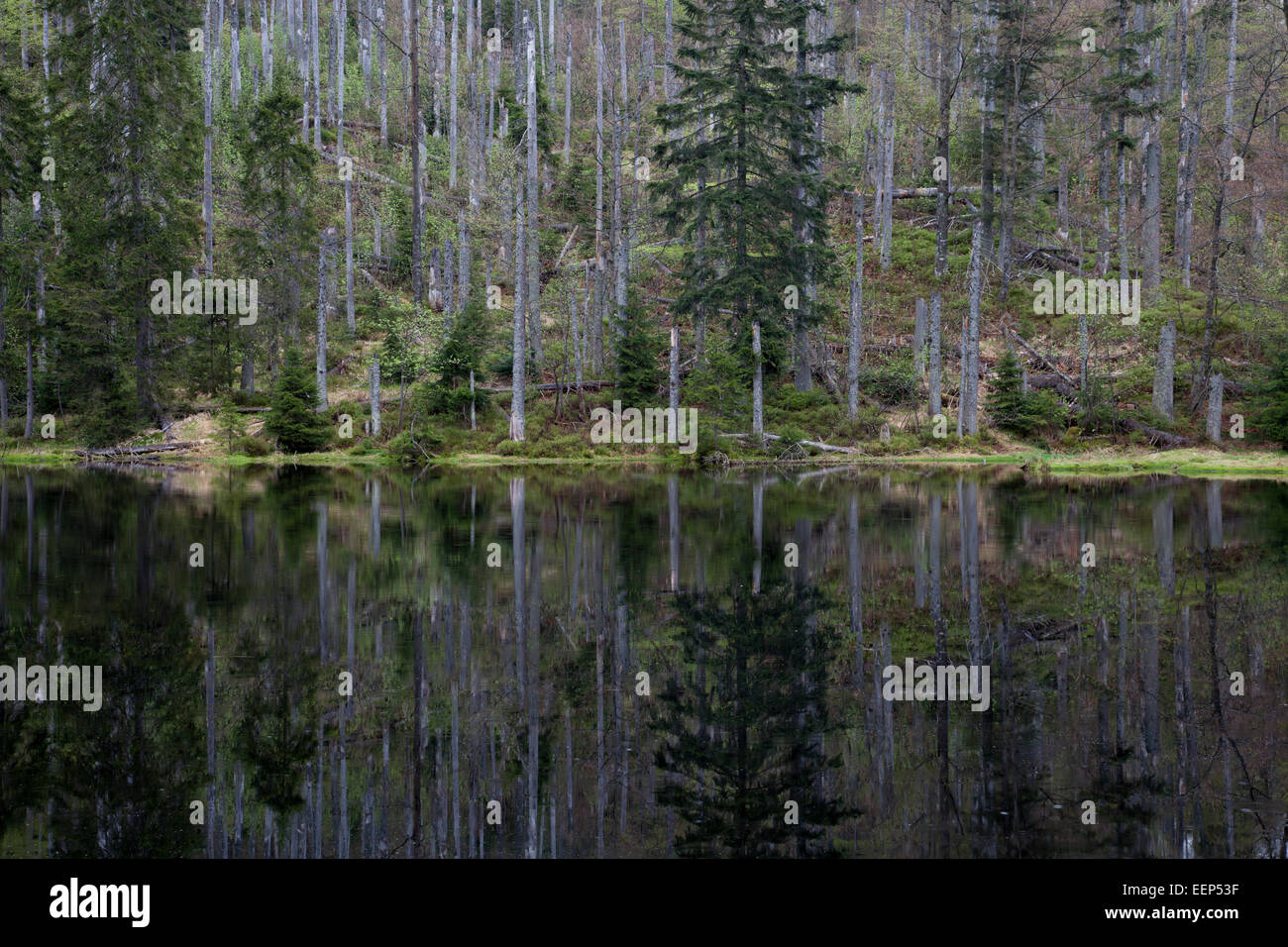 Bavarian forest national park hi-res stock photography and images - Alamy