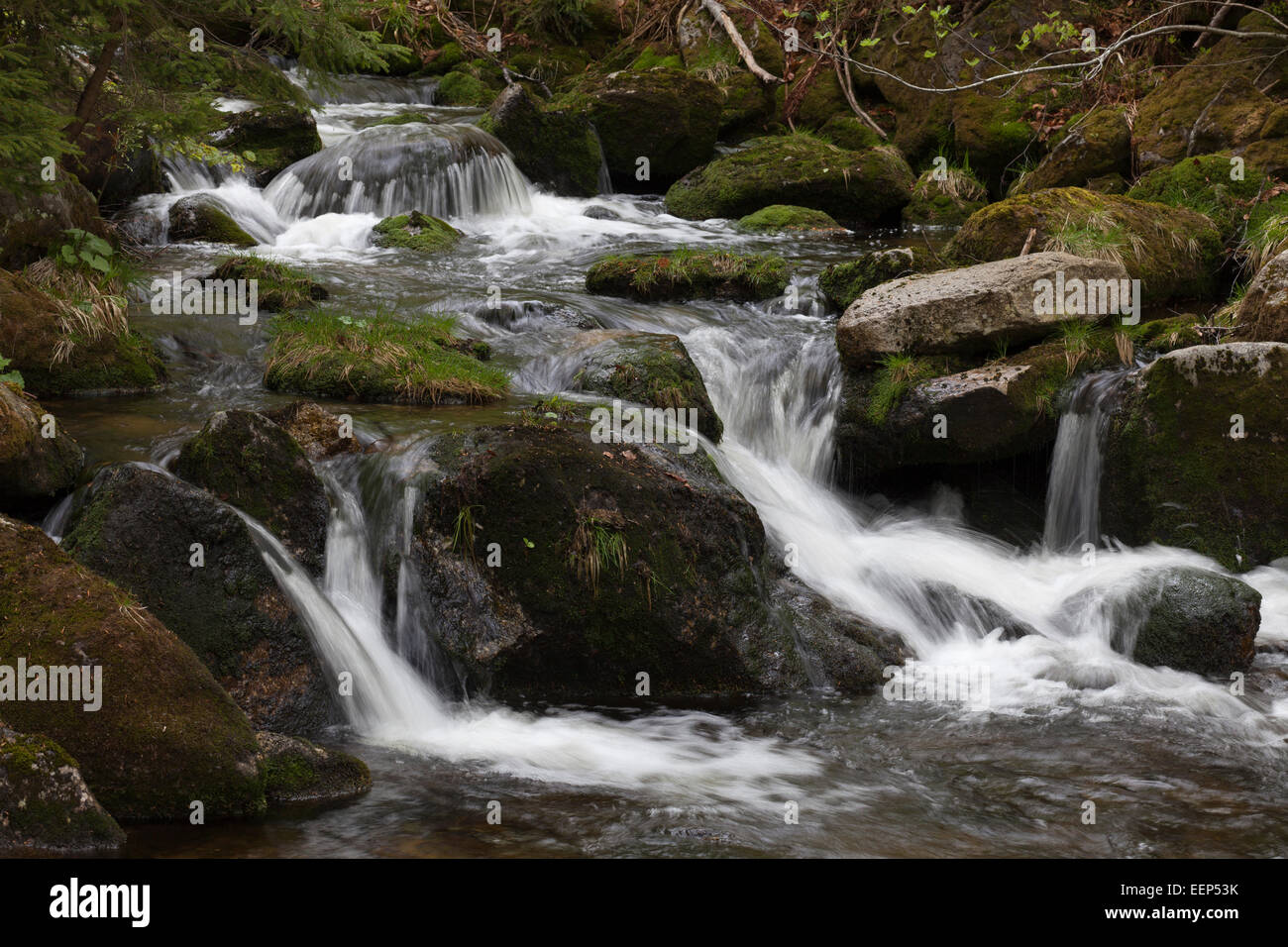 Mountain Stream 'Kleine Ohe' Bavarian Forest National Park, Germany Stock Photo