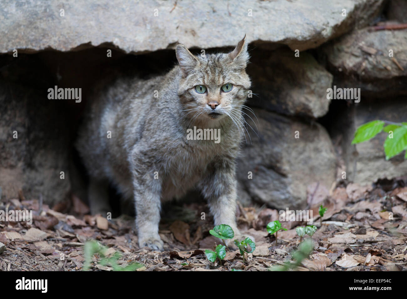 European wildcat [Felis silvestris silvestris], Europäische Wildkatze Stock Photo