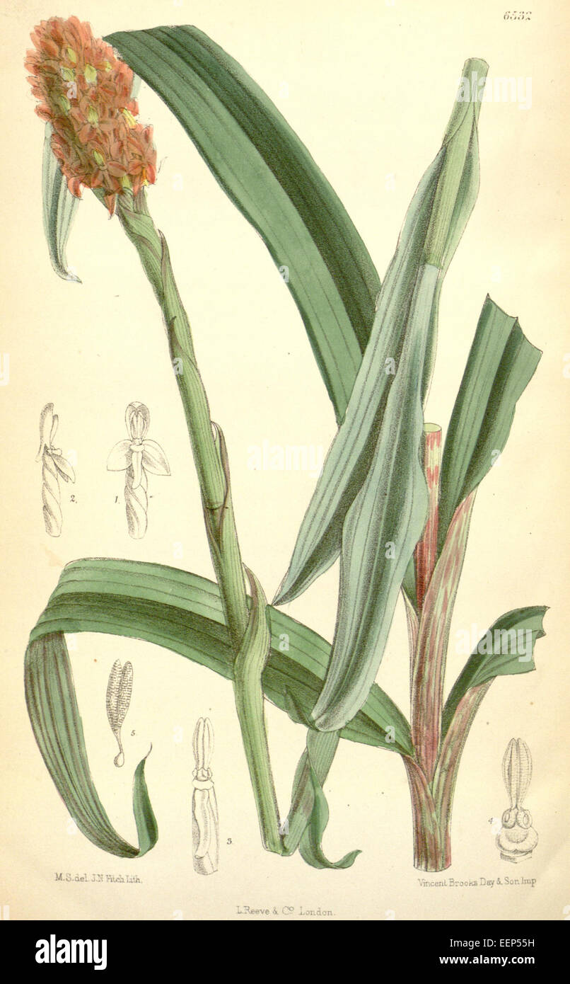 Disa polygonoides - Curtis' 106 (Ser. 3 no. 36) pl 6532 (1880) Stock Photo