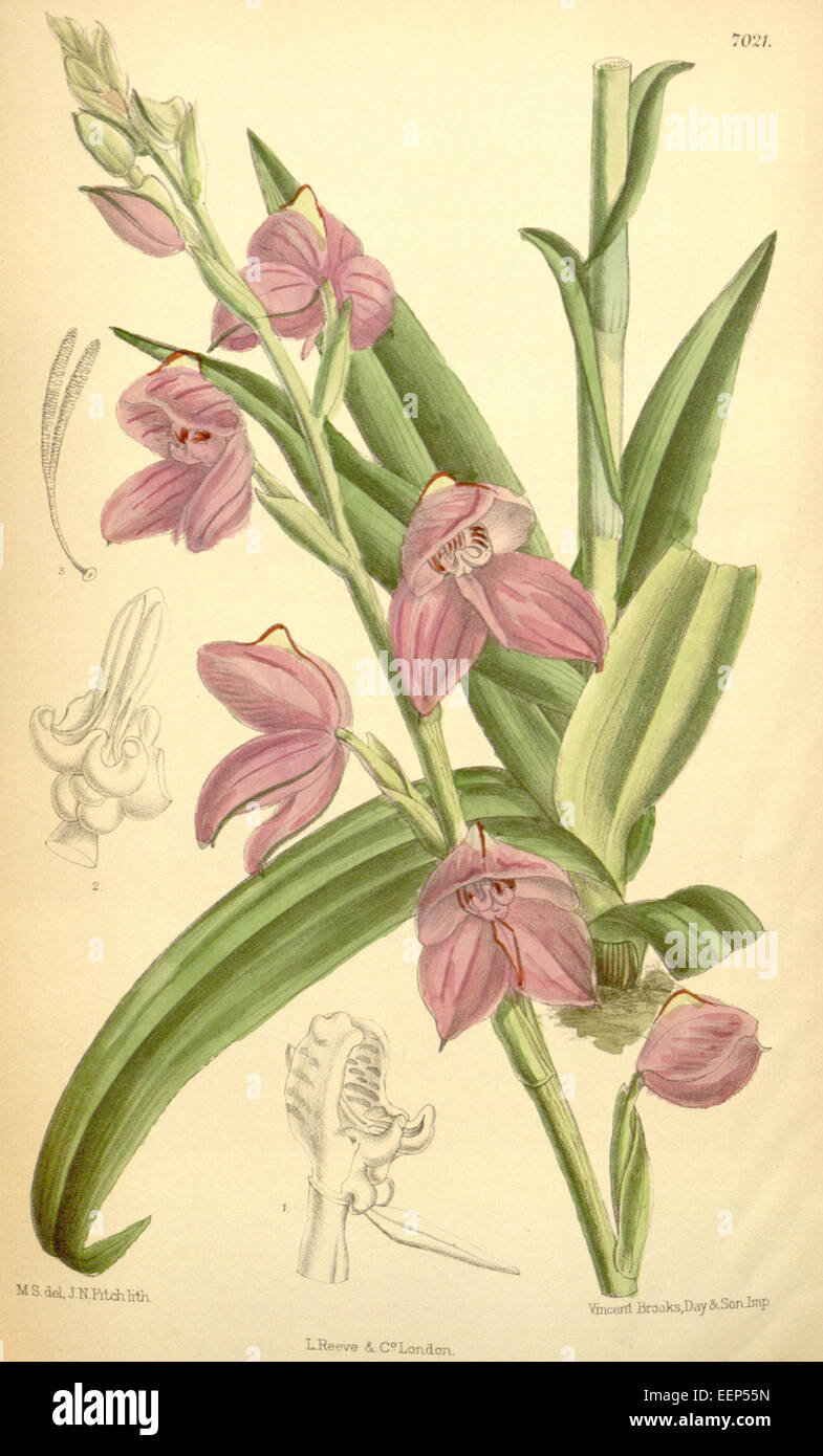 Disa racemosa - Curtis' 114 (Ser. 3 no. 44) pl 7021 (1888) Stock Photo