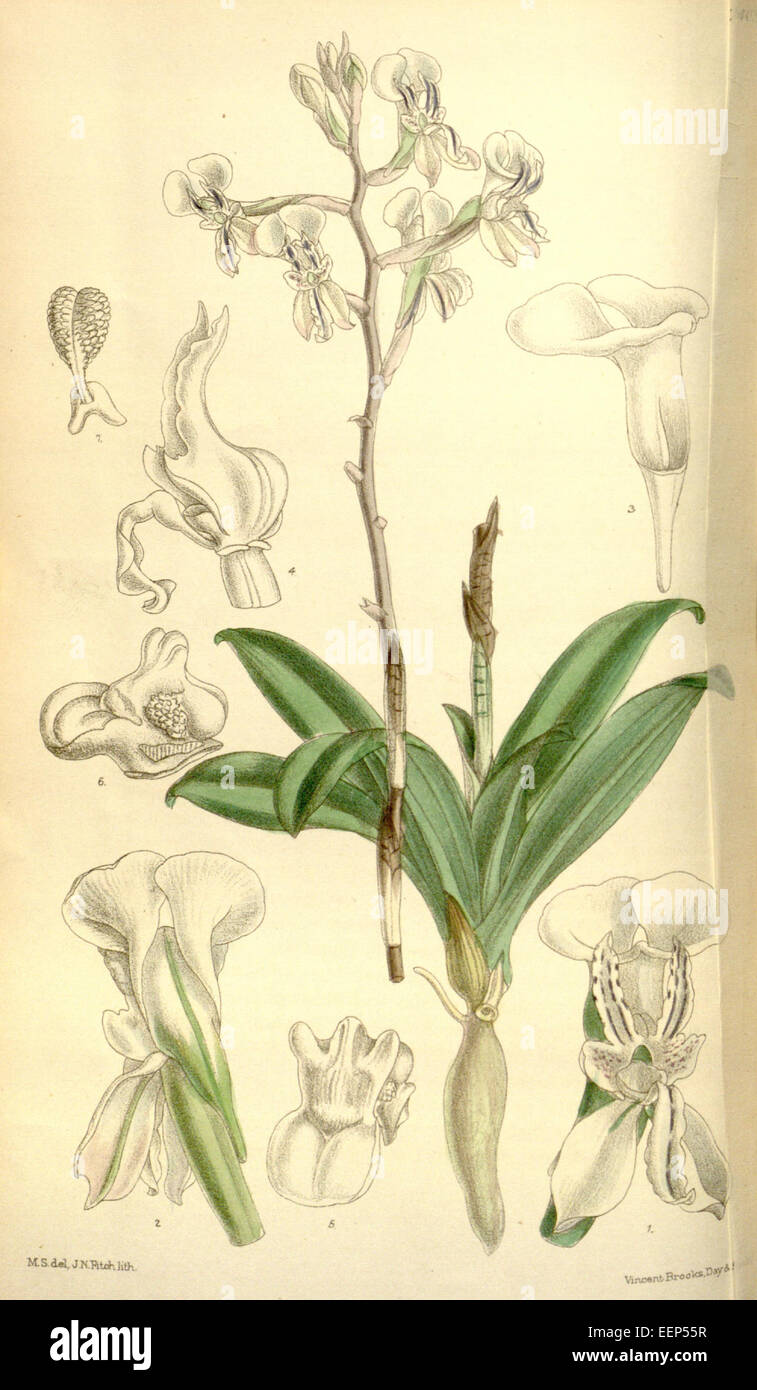 Disa sagittalis - Curtis' 121 (Ser. 3 no. 51) pl 7403 (1895) Stock Photo