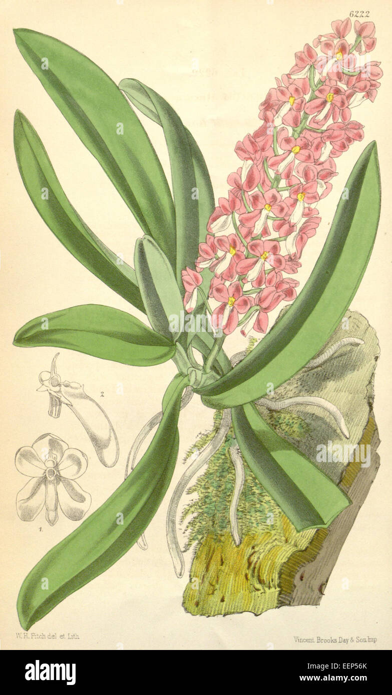 Dyakia hendersoniana (as Saccolabium hendersonianum) - Curtis' 102 (Ser. 3 no. 32) pl. 6222 (1876) Stock Photo