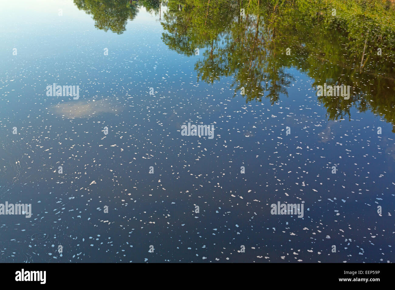 Foam flecked water with wispy clouds and trees reflected on the still