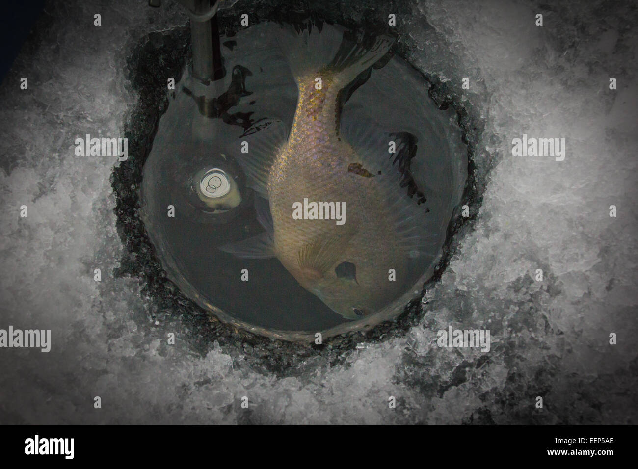 A Bluegill escapes back to the depths through a hole in the ice. Stock Photo