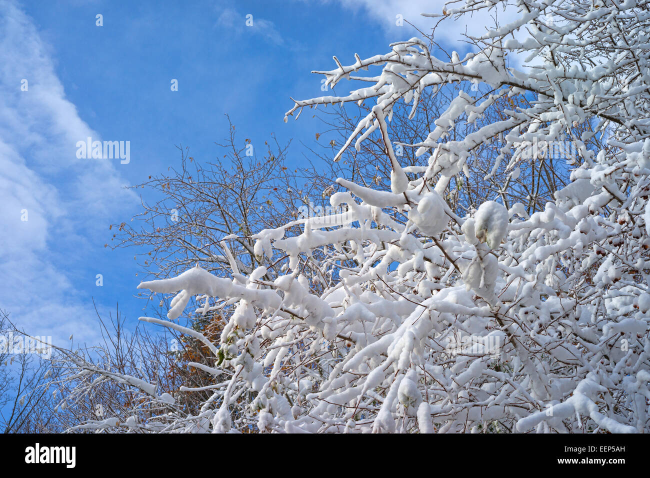 White fluffy snow covering thin branches of a tree with a bright blue sky and wispy clouds above. Stock Photo