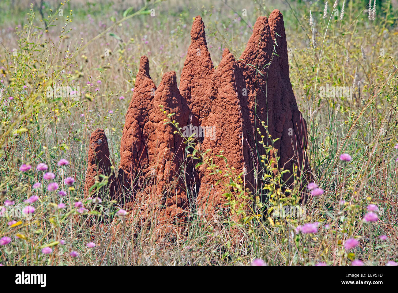 Termite mound in the Australian outback, Northern Territory, Australia Stock Photo