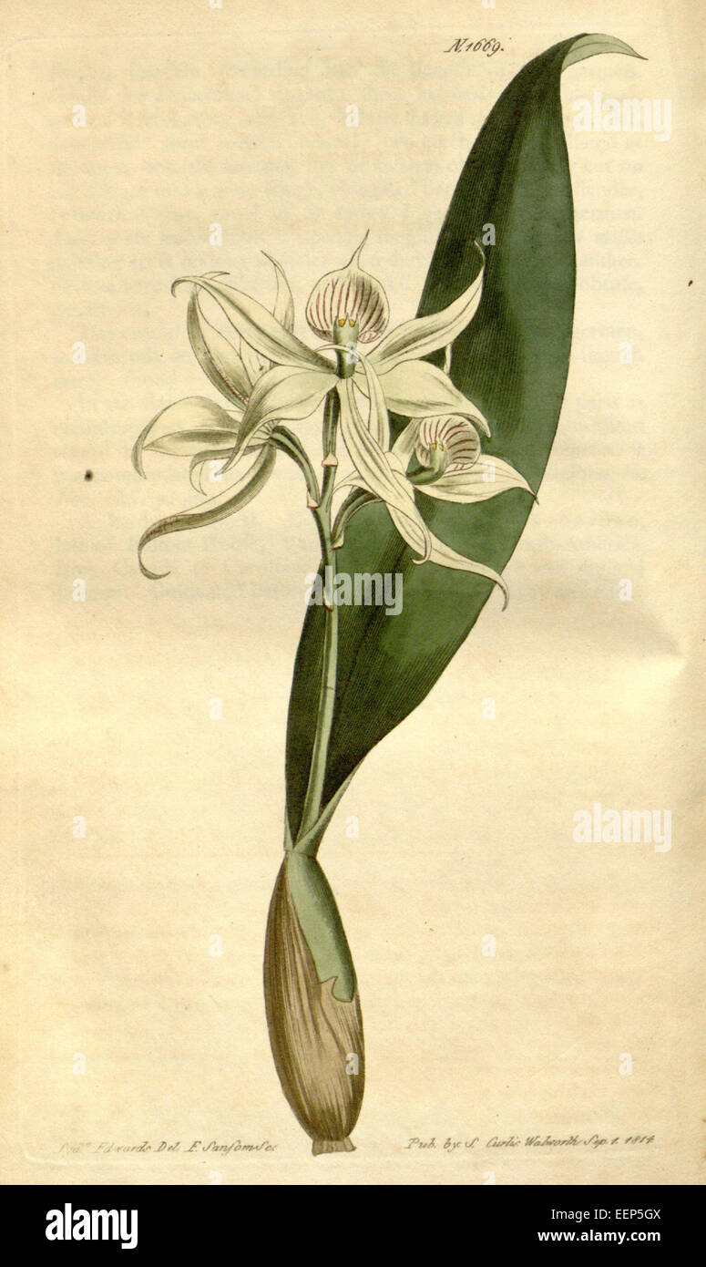 Epidendrum fragrans - Curtis 40 pl 1669 Stock Photo