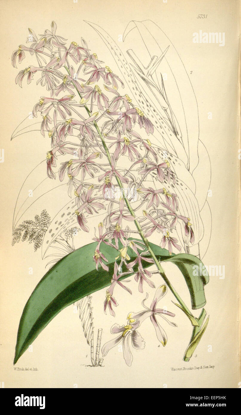 Epidendrum paniculatum - Curtis 94-5731 (1868) Stock Photo