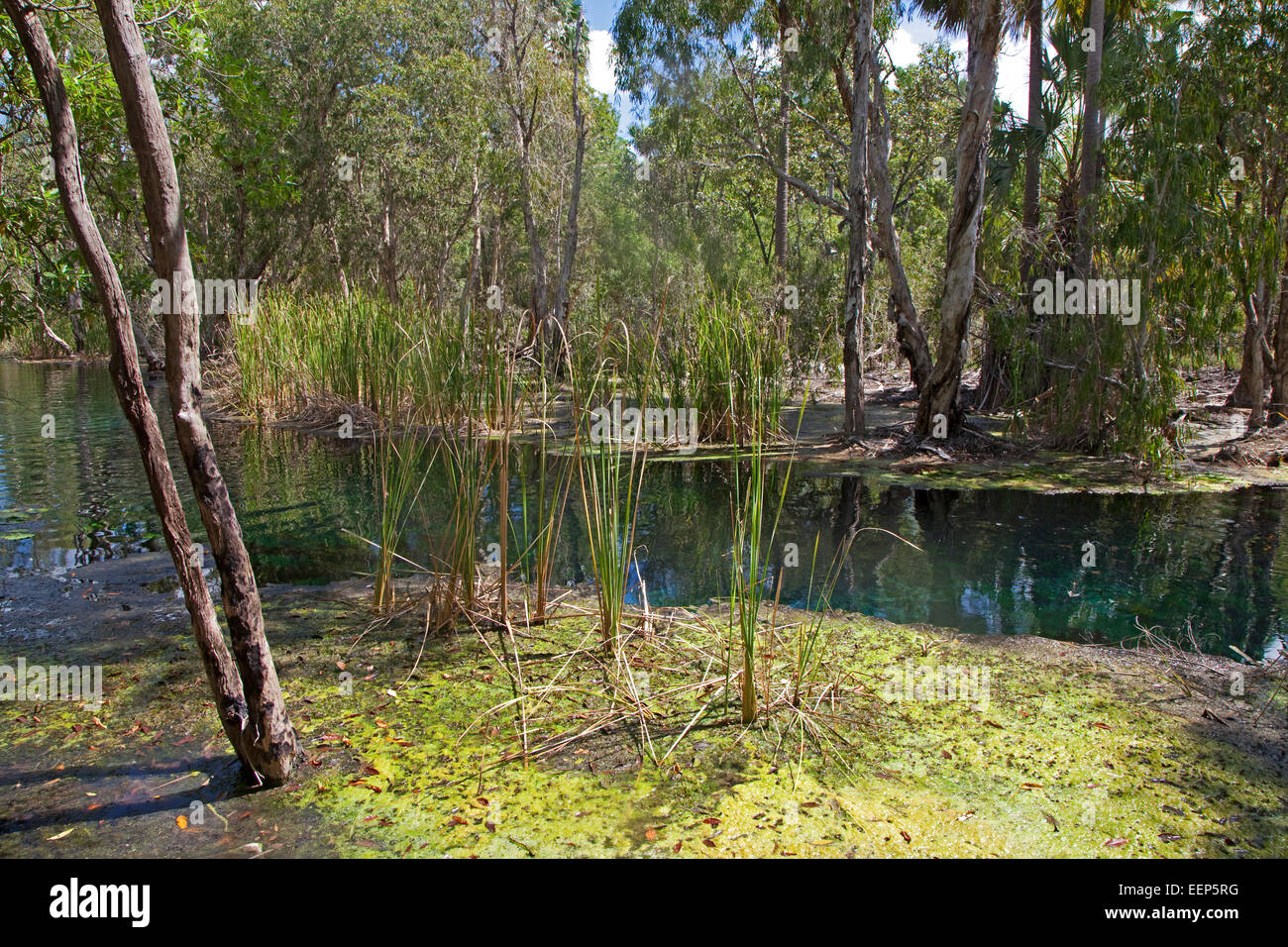 Bitter springs thermal pools in hires stock photography and images Alamy