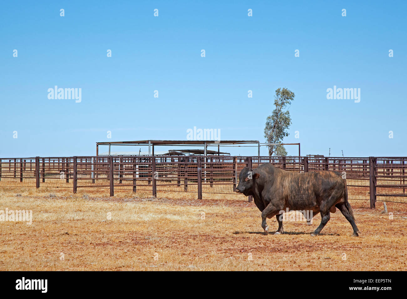 Australian cattle station High Resolution Stock Photography and Images