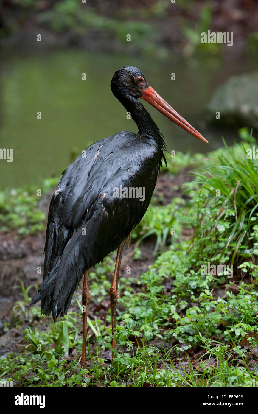 Schwarzstorch / Ciconia nigra / black stork [Ciconia nigra] Stock Photo