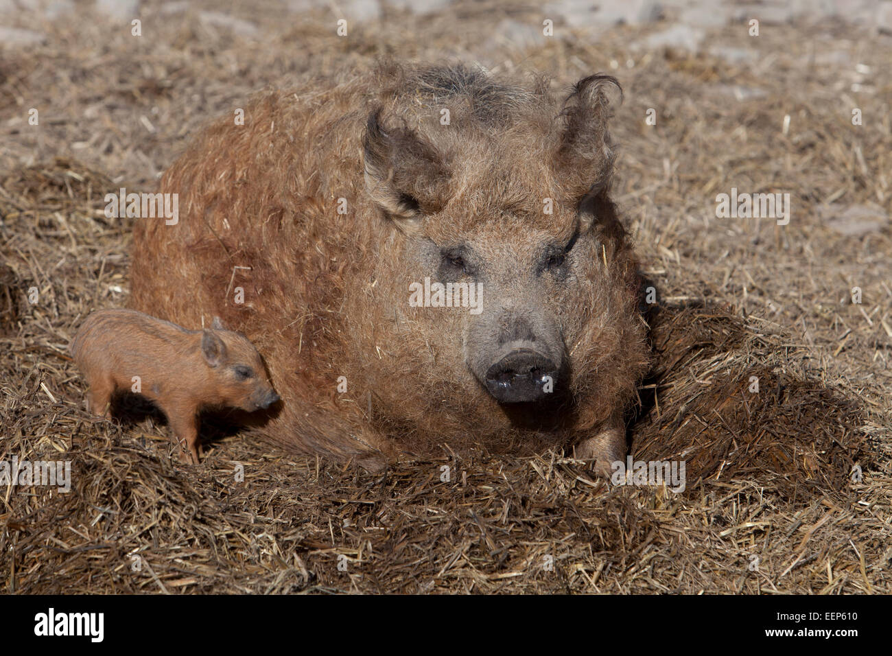 Mangalitza Wollschwein woolly pig Stock Photo