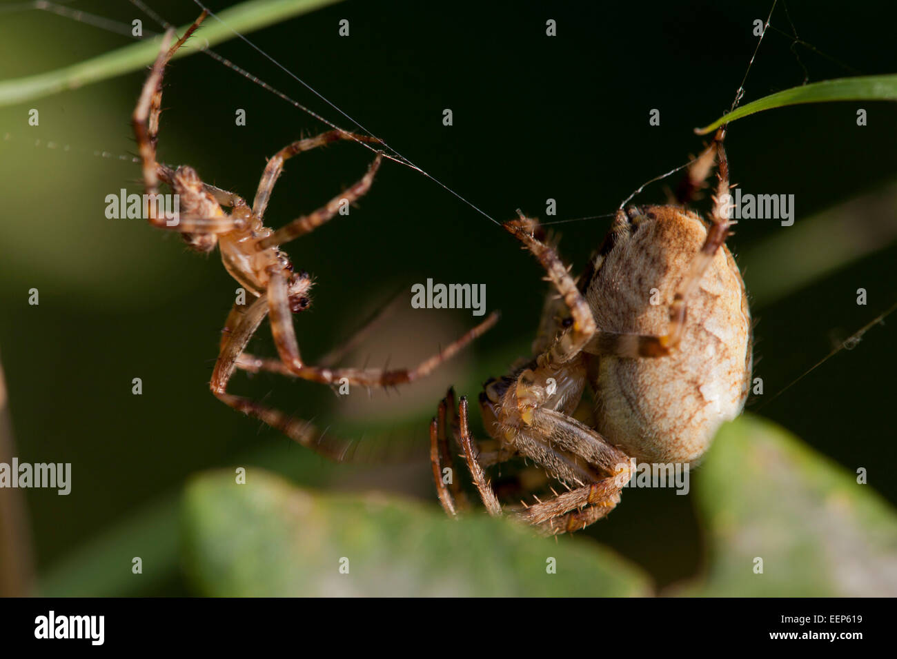 Gartenkreuzspinnen  / Araneus diadematus / cross orbweaver [Araneus diadematus] Stock Photo