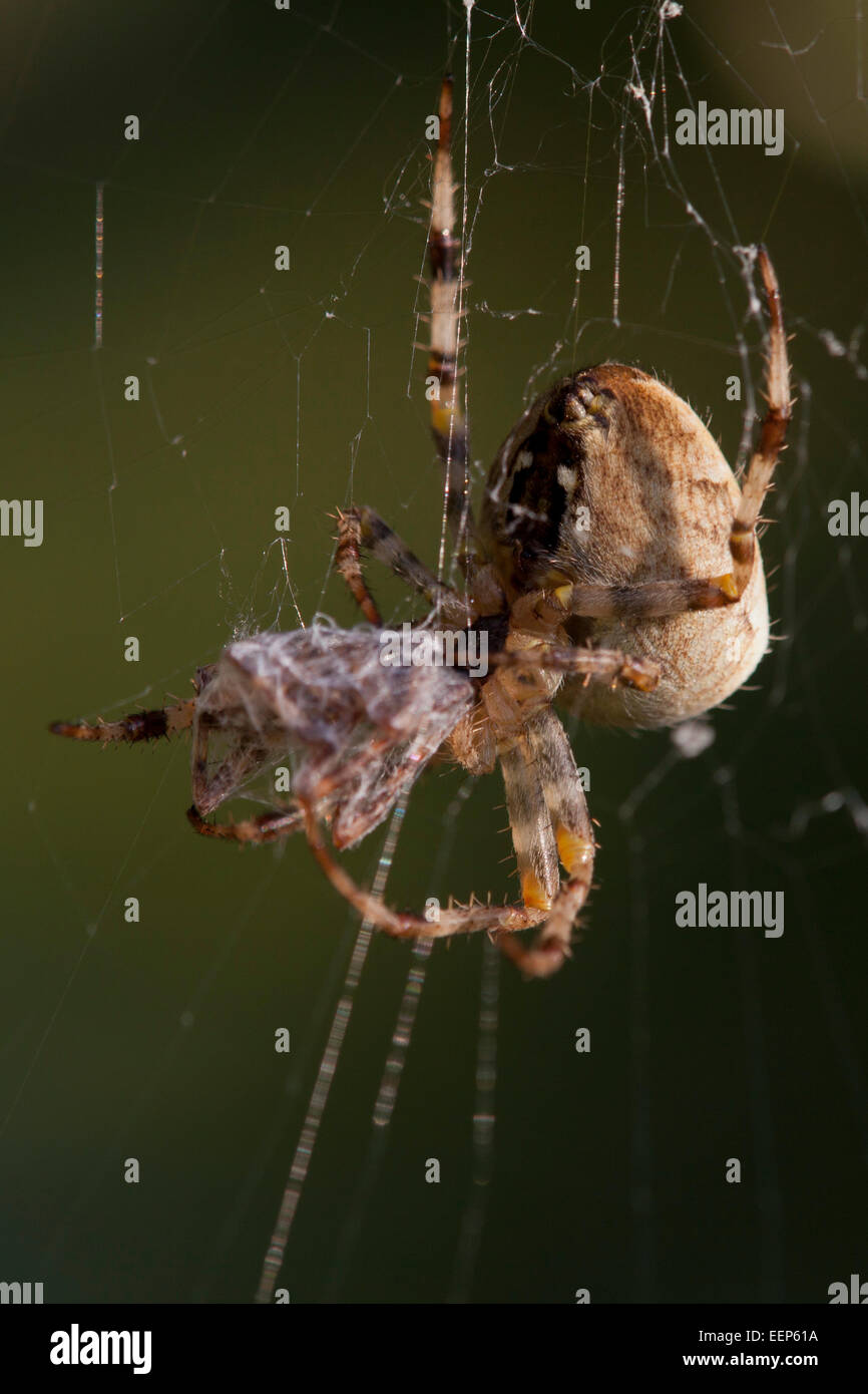 Gartenkreuzspinnen  / Araneus diadematus / cross orbweaver [Araneus diadematus] Stock Photo