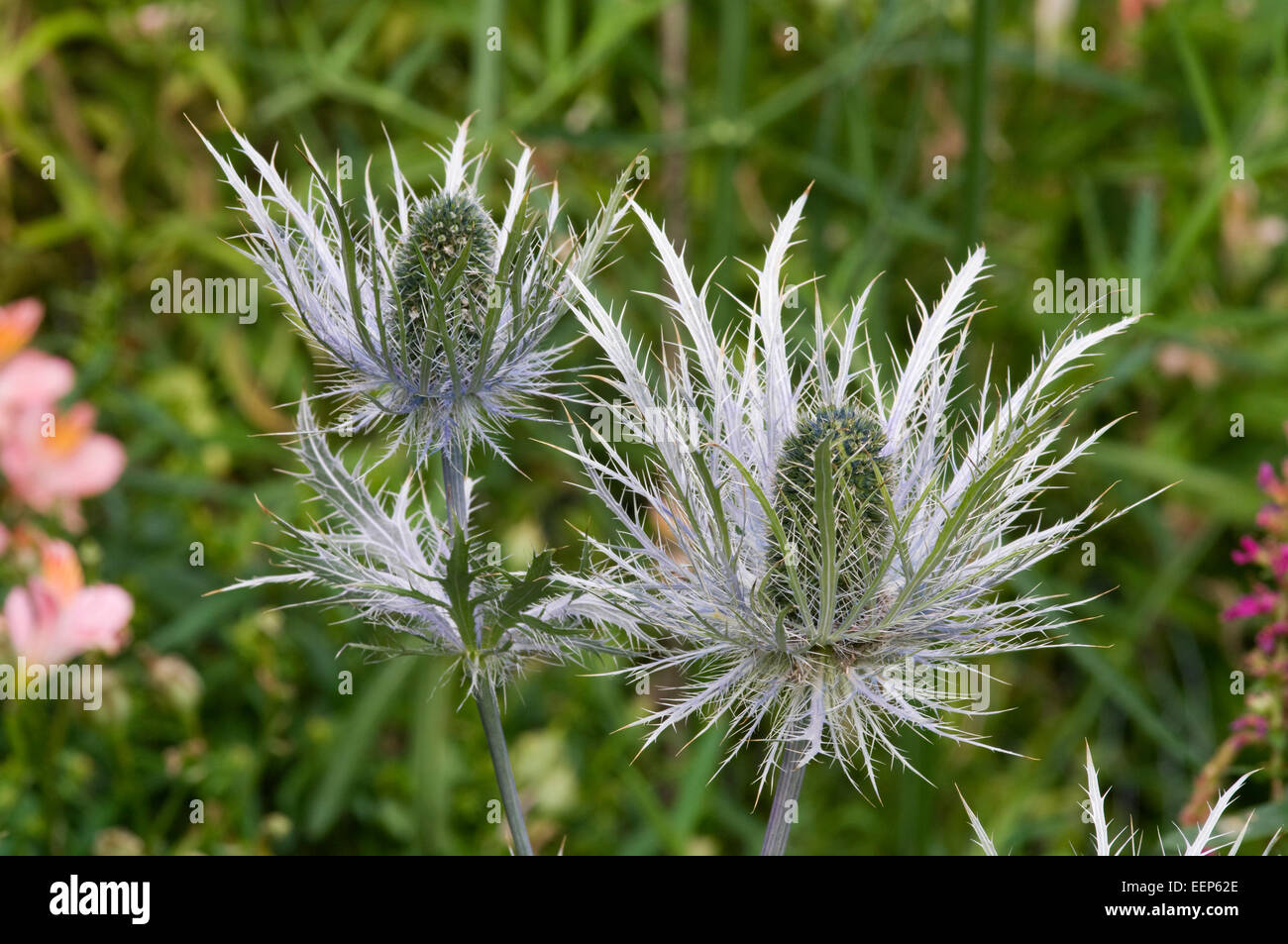 Eryngium alpinum Stock Photo Alamy
