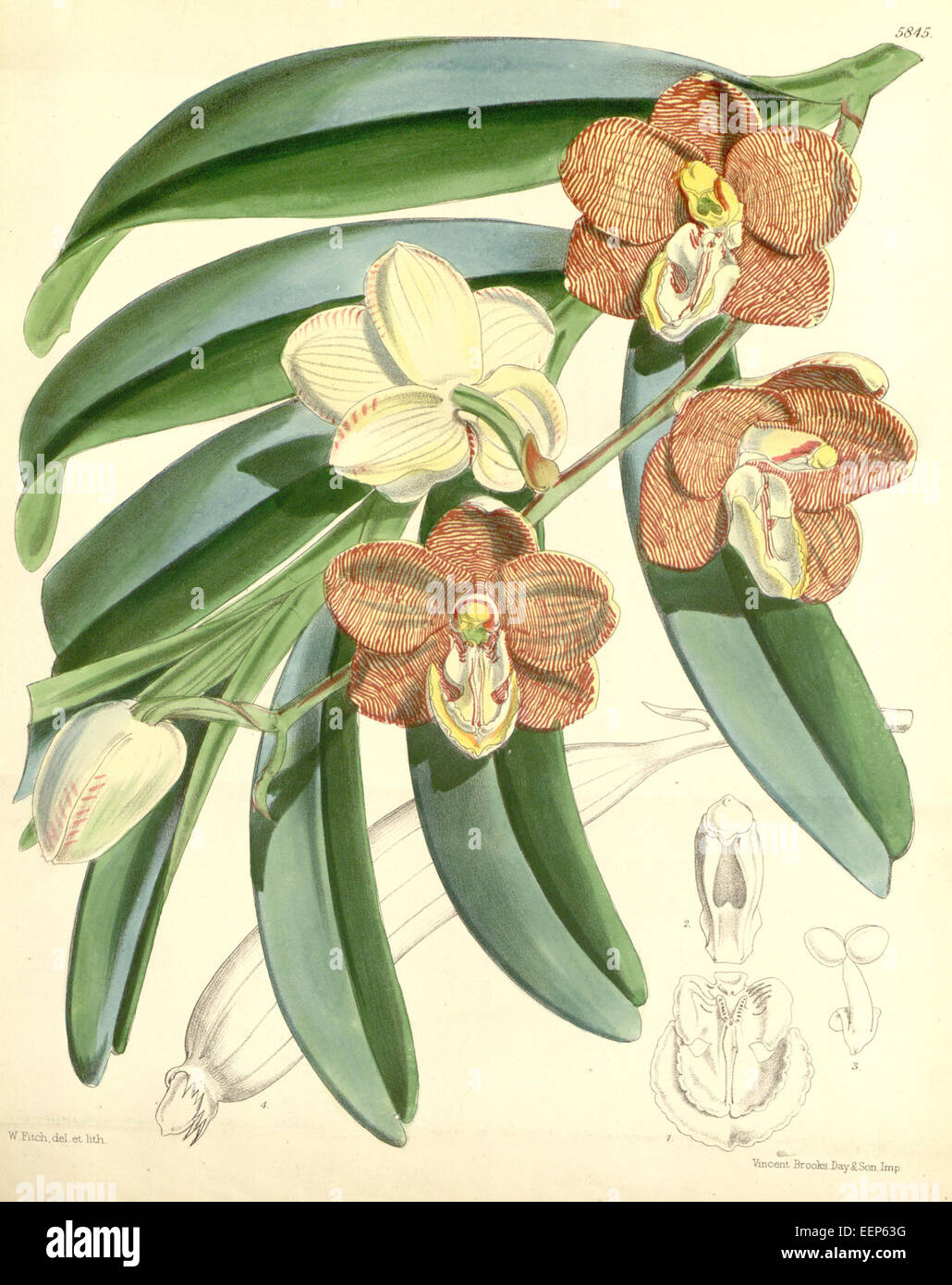 Esmeralda cathcartii (as Vanda cathcartii, spelled ''Vanda cathcarti'') - Curtis' 96 (Ser. 3 no. 26) pl. 5845 (1870) Stock Photo