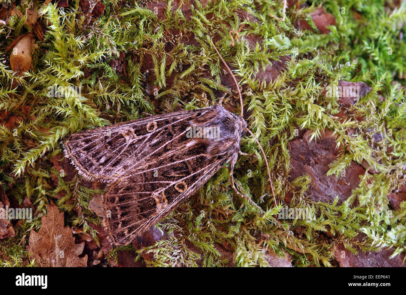 Feathered gothic  moth -    Tholera decimalis Stock Photo