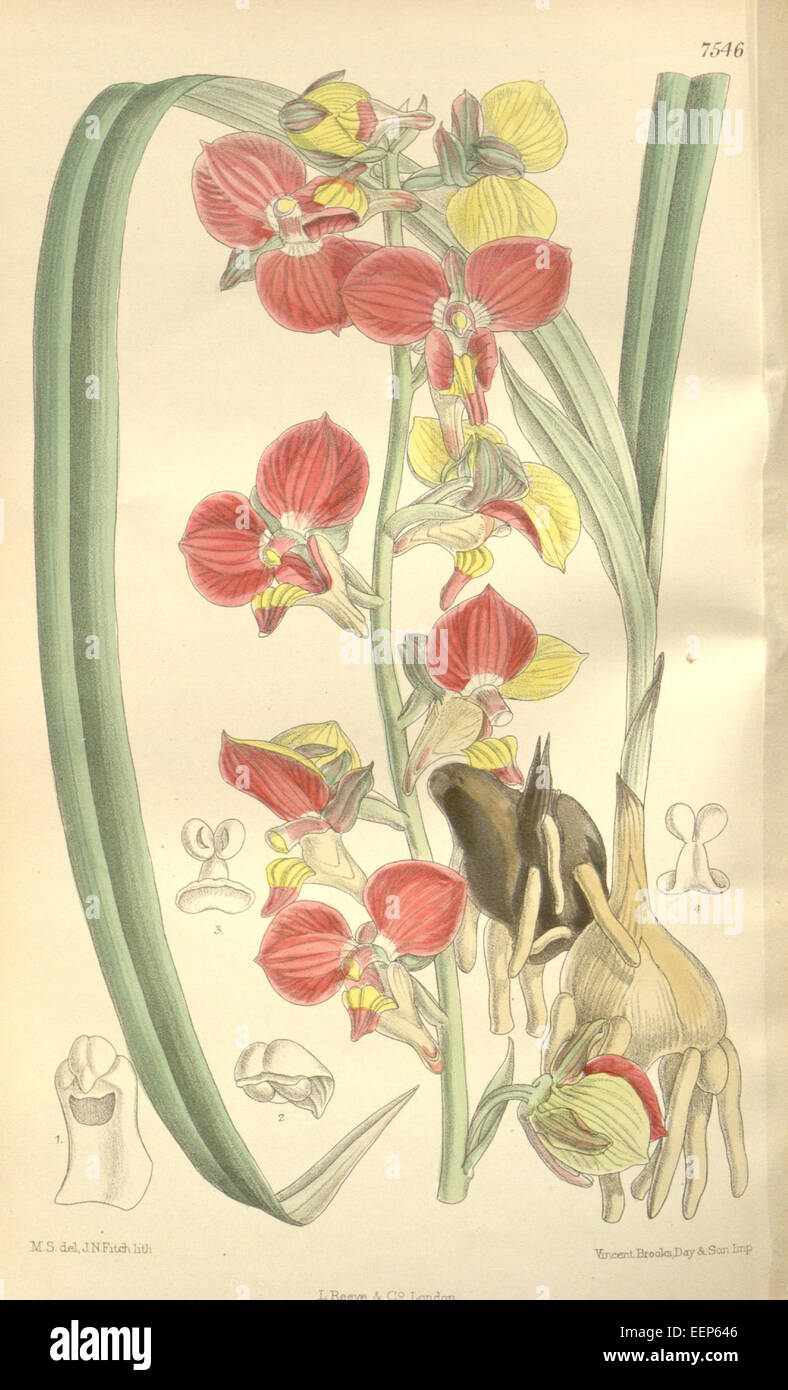 Eulophia orthoplectra (as Lissochilus milanjeanus, spelled Lissochilus milanjianus) - Curtis' 123 (Ser. 3 no. 53) pl. 7546 (1897) Stock Photo