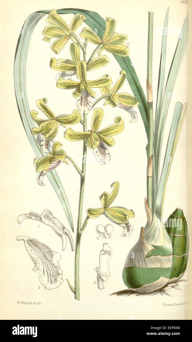 Eulophia pratensis (as Eulophia virens) - Curtis' 92 (Ser. 3 no. 22) pl. 5579 (1866) Stock Photo