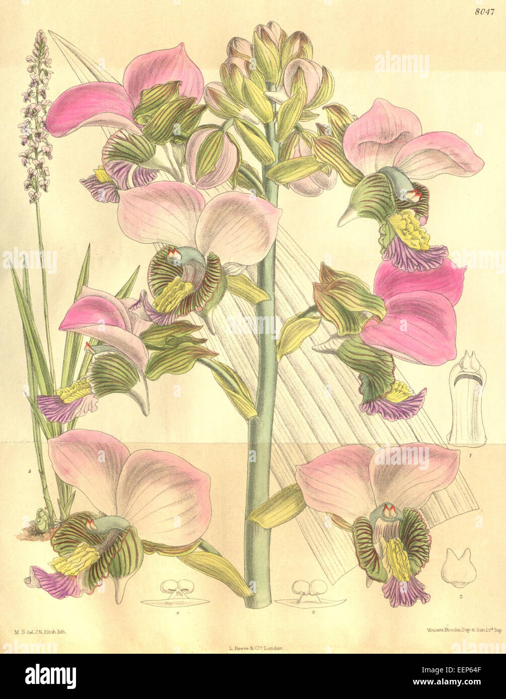 Eulophia rosea (as Lissochilus mahonii, spelled Lissochilus mahoni) - Curtis' 131 (Ser. 4 no. 1) pl. 8047 Stock Photo