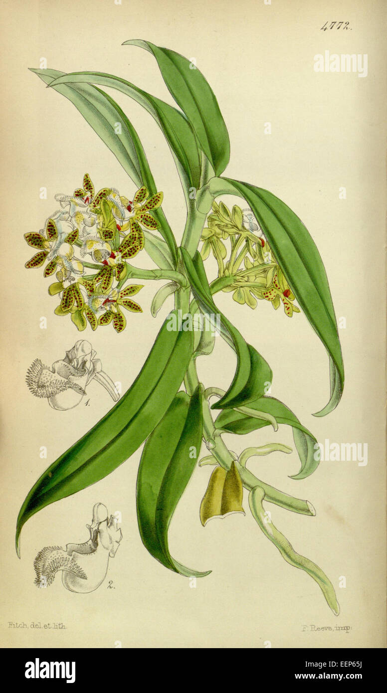 Gastrochilus acutifolius (as Saccolabium denticulatum) - Curtis' 80 (Ser. 3 no. 10) pl. 4772 (1854) Stock Photo