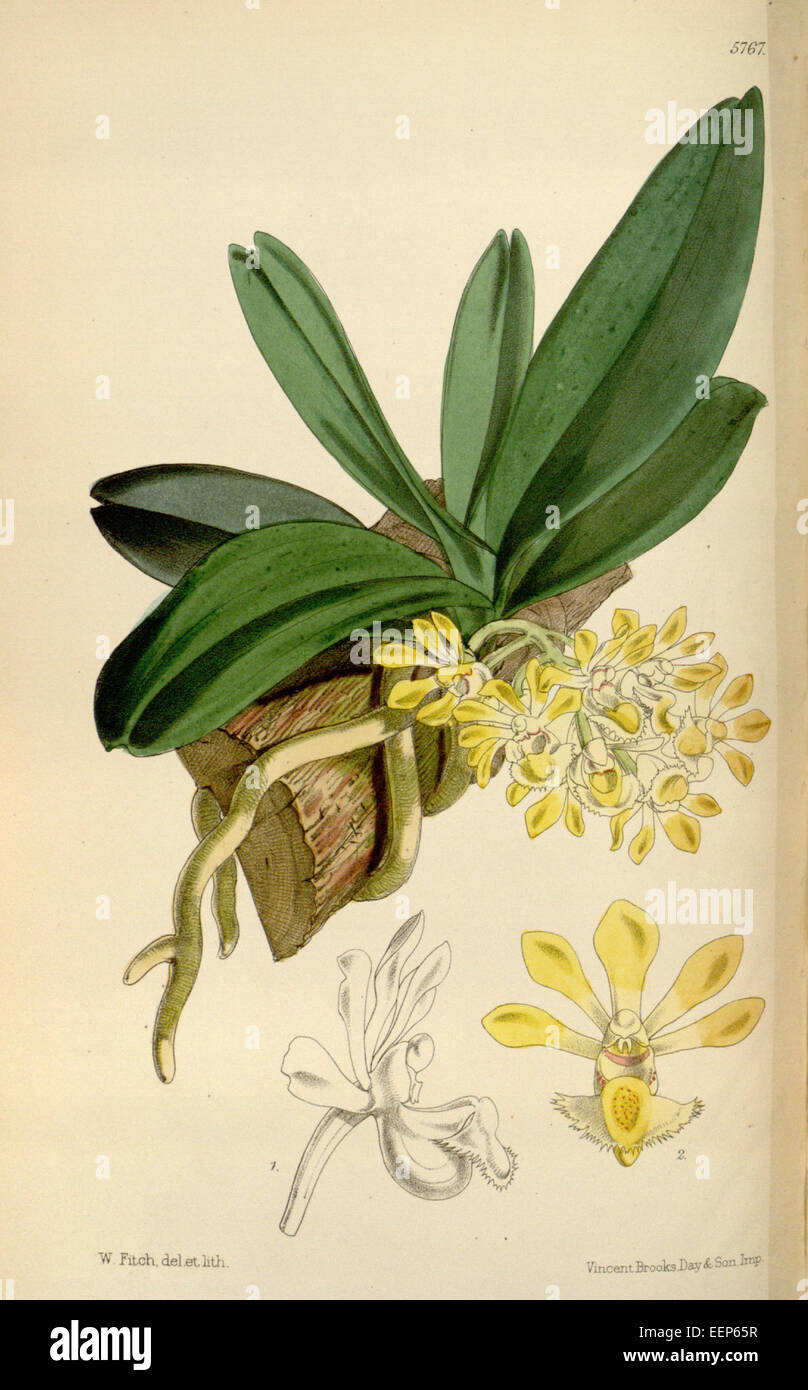 Gastrochilus obliquus var. obliquus (as Saccolabium bigibbum) - Curtis' 95 (Ser. 3 no. 25) pl. 5767 (1869) Stock Photo