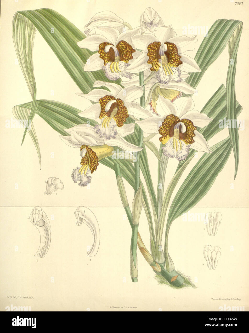 Gastrorchis tuberculosa (as Phaius tuberculosus, spelled Phajus tuberculosus) - Curtis' 119 (Ser. 3 no. 49) pl. 7307 (1893) Stock Photo