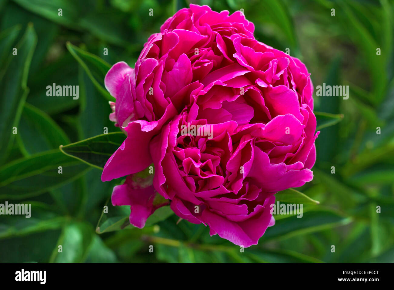 Close up of a purple blooming peony in the garden Stock Photo