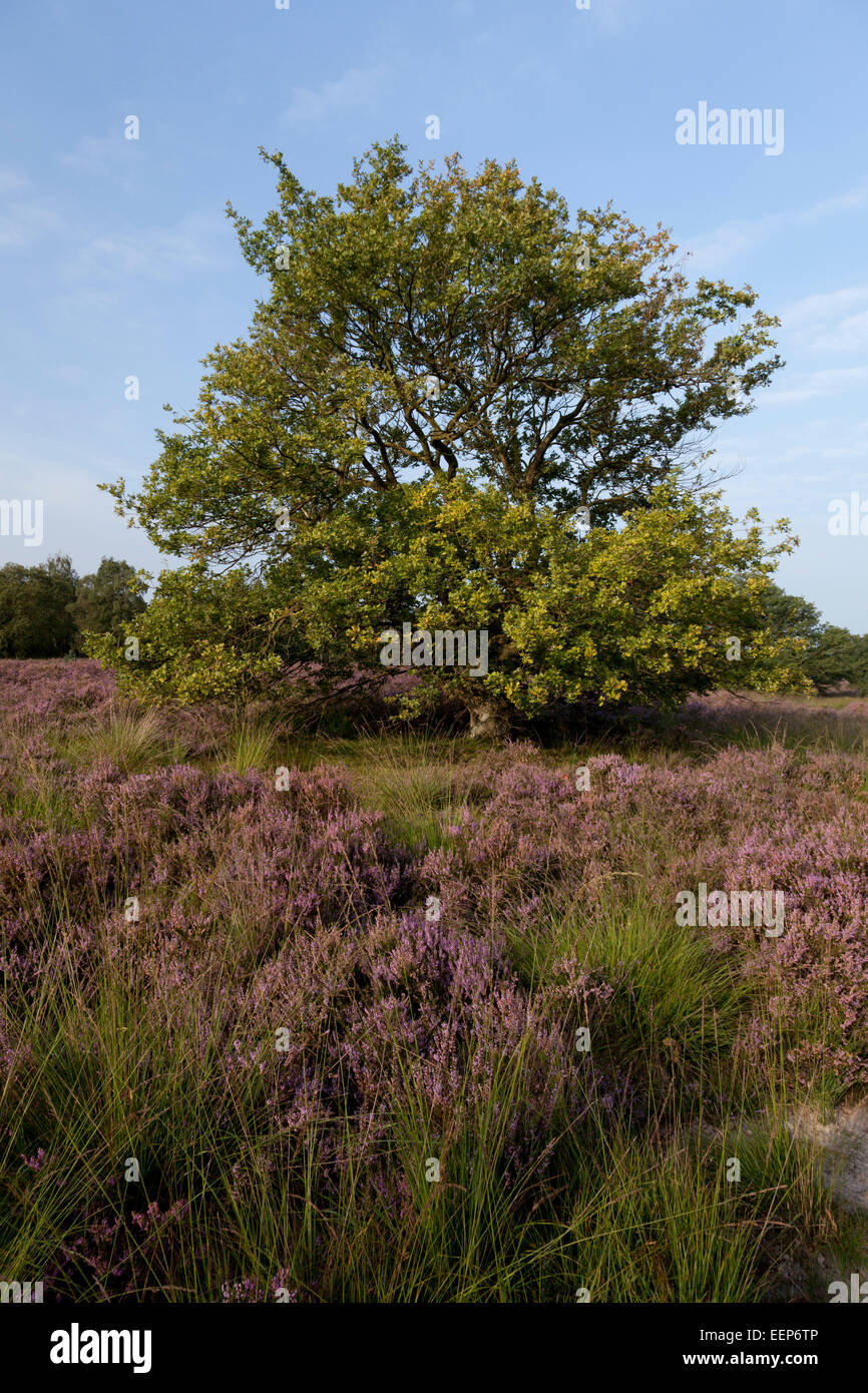 National Park De Meinweg Netherlands, Vossenkop / Blühende Besenheide / Calluna vulgaris / Heidekraut Stock Photo